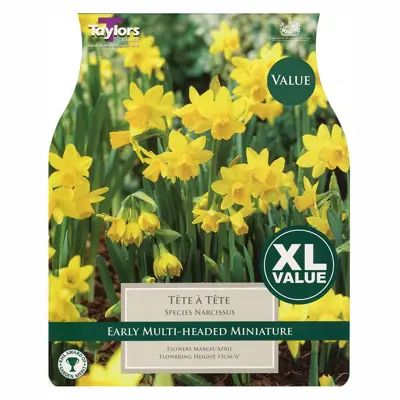 Narcissi Tete A Tete 12Up