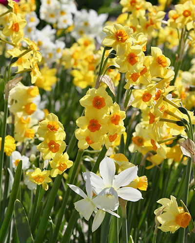 Narcissus Botanical Mixed Colours