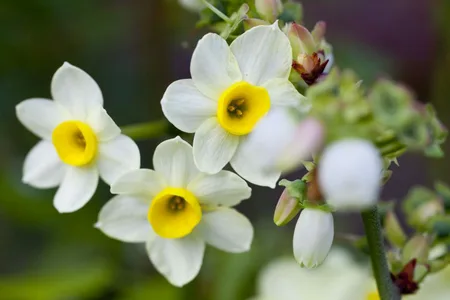 Narcissus Botanical Tete A Tete Bio