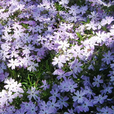 Phlox 'Emerald Cushion' 2L