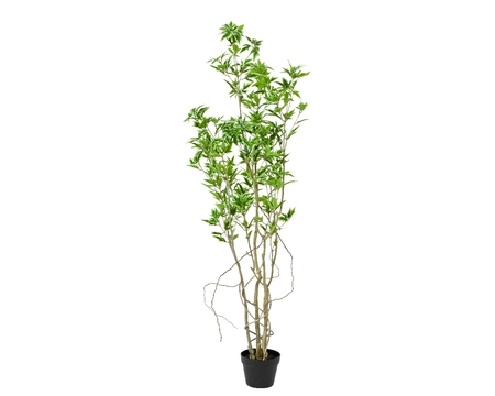 Plant Green Plant In Pot Pe Pieris Tree H160.00cm