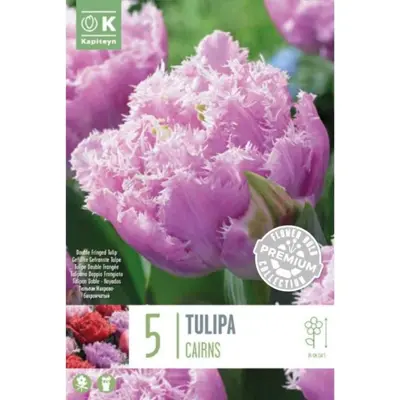 Premium Pack Tulip Double Fringed  Cairns