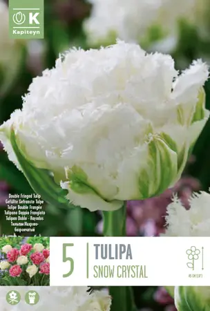 Premium Pack Tulip Double Fringed Snow Crystal