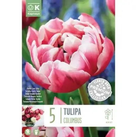 Premium Pack Tulip Double Late Columbus