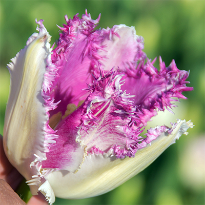 Premium Pack Tulip Fringed  Eyelash