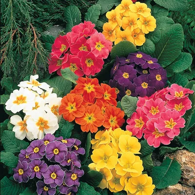 Primroses single pot 15 for €18