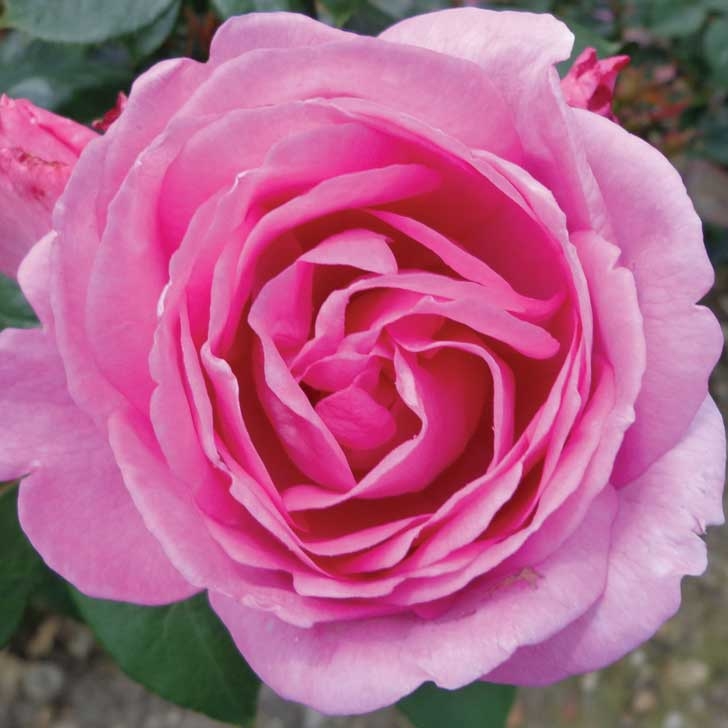 Rosa Mum In A Million 3.5lt - Jones Garden Centre