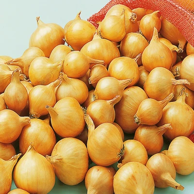 Shallots Golden Gourmet