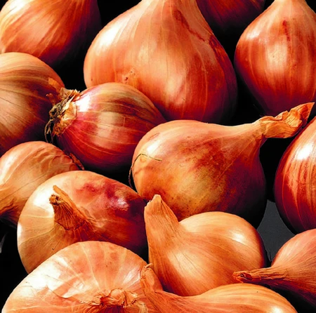 Shallots Red Sun