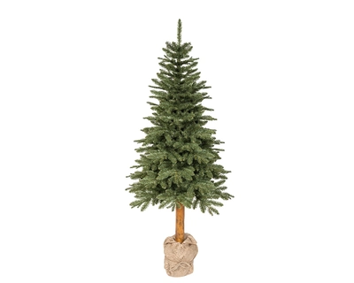 Tiaga fir 180cm/6Ft - image 1