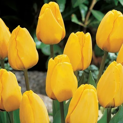 Tulip Darwin Hybrid Yellow