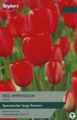 Tulip Red Impression 11-12