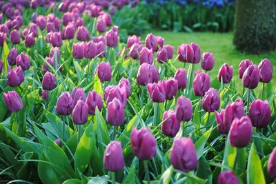 Tulip Single Early Purple