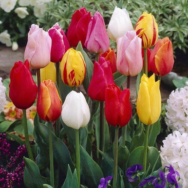 Tulip Specie Mixed Colours