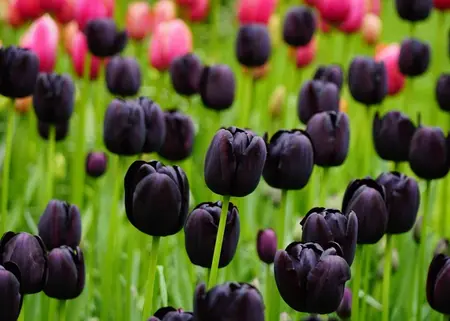 Tulip Triumph Black