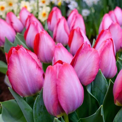 Tulip Triumph Pink