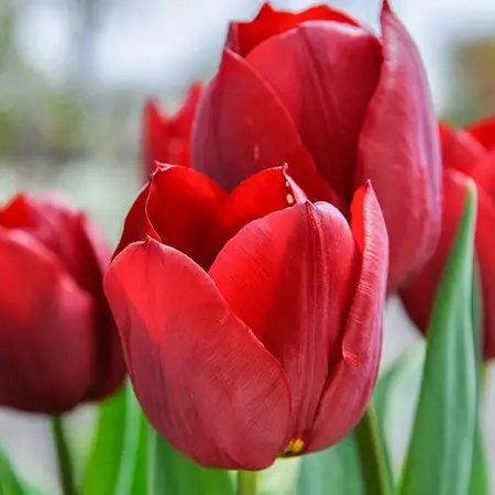 Tulip Triumph Red