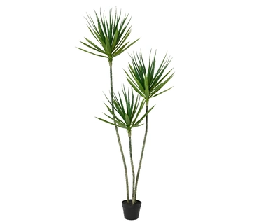 Yucca Green Plant In Pot Pe H160.00cm